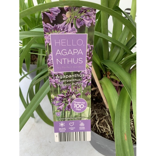 66 - TWO AGAPANTHUS POPPING PURPLE IN FLOWER APPROX 90CM -110CM IN HEIGHT IN 3 LTR POTS PLUS VAT TO BE SO... 