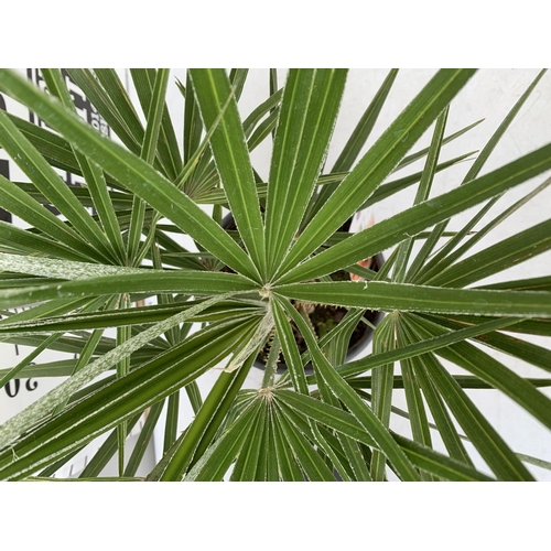 67 - TWO CHAMAEROPS HUMILIS HARDY IN 3 LTR POTS APPROX 65CM IN HEIGHT PLUS VAT TO BE SOLD FOR THE TWO