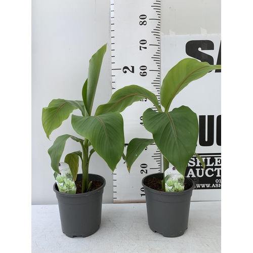 71 - TWO MUSA BASJOO BANANA PLANTS IN 2 LTR POTS 60CM TALL TO BE SOLD FOR THE TWO NO VAT