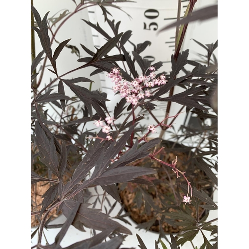 72 - TWO SAMBUCUS NIGRA BLACK LACE 'EVA' IN 5 LTR POTS APPROX 90CM IN HEIGHT PLUS VAT TO BE SOLD FOR THE ... 