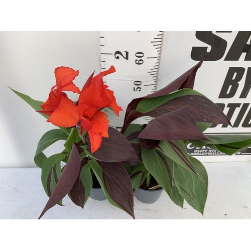 73 - TWO EXCLUSIVE VARIETY CANNA CLEOPATRA IN FLOWER APPROX 70CM IN HEIGHT IN 2 LTR POTS PLUS VAT TO BE S... 