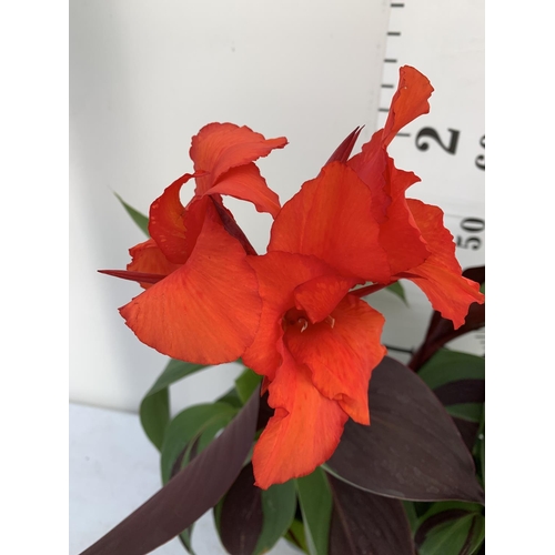 73 - TWO EXCLUSIVE VARIETY CANNA CLEOPATRA IN FLOWER APPROX 70CM IN HEIGHT IN 2 LTR POTS PLUS VAT TO BE S... 