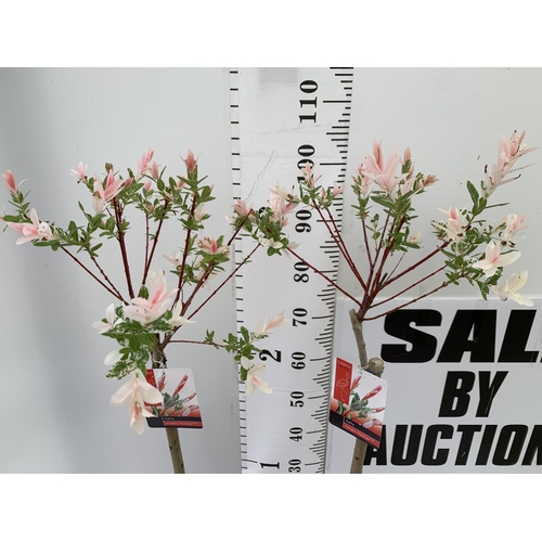 81 - TWO STANDARD SALIX INTEGRA 'FLAMINGO' OVER 110CM IN HEIGHT IN 3 LTR POTS PLUS VAT TO BE SOLD FOR THE... 