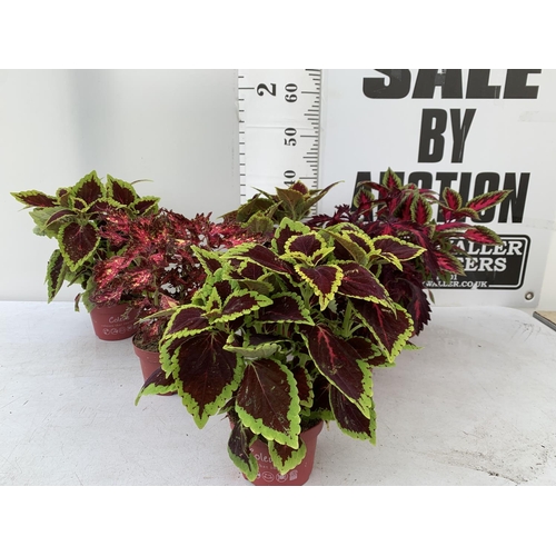 9 - SIX VARIEGATED COLEUS IN 1.3 LITRE POTS TO BE SOLD FOR THE SIX PLUS VAT