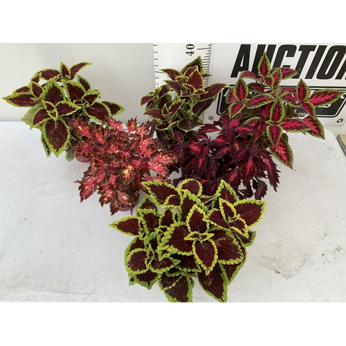 9 - SIX VARIEGATED COLEUS IN 1.3 LITRE POTS TO BE SOLD FOR THE SIX PLUS VAT