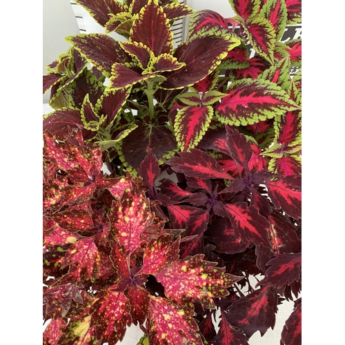 9 - SIX VARIEGATED COLEUS IN 1.3 LITRE POTS TO BE SOLD FOR THE SIX PLUS VAT