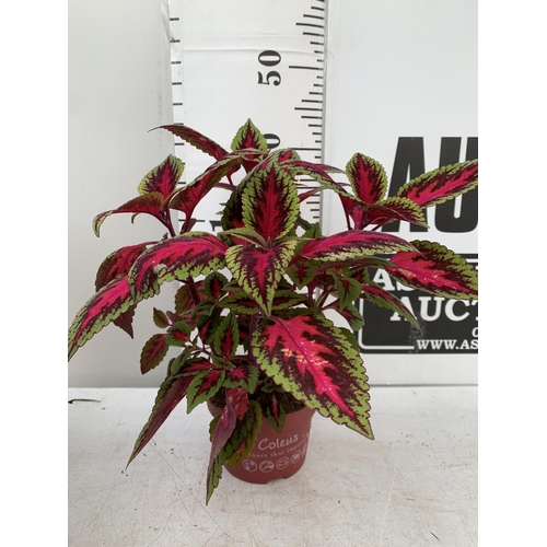 9 - SIX VARIEGATED COLEUS IN 1.3 LITRE POTS TO BE SOLD FOR THE SIX PLUS VAT