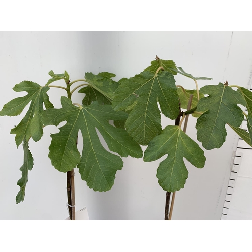 92 - TWO FIG FICUS CARICA IN 2 LTR POTS APPROX 85CM IN HEIGHT NO VAT TO BE SOLD FOR THE TWO