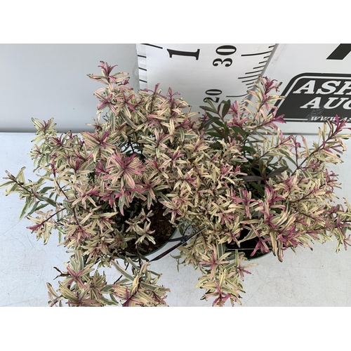 96 - TWO HEBES 'BLONDIE' IN 2 LTR POTS HEIGHT 30CM PLUS VAT TO BE SOLD FOR THE TWO