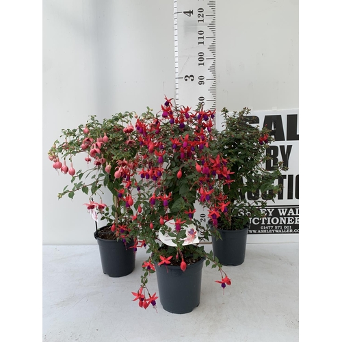 11 - THREE MIXED BELLA STANDARD FUCHSIA IN A 3 LTR POTS 70CM -80CM TALL TO BE SOLD FOR THE TWO PLUS VAT