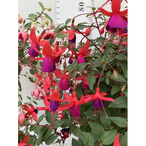 11 - THREE MIXED BELLA STANDARD FUCHSIA IN A 3 LTR POTS 70CM -80CM TALL TO BE SOLD FOR THE TWO PLUS VAT