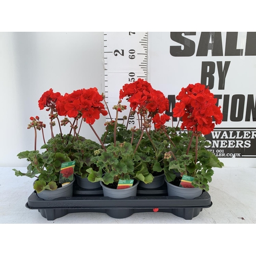 12 - EIGHT GRANDEUR DARK VELVET RED GERANIUMS IN ONE LTR POTS ON A TRAY APPROX 45CM IN FLOWER PLUS VAT TO... 