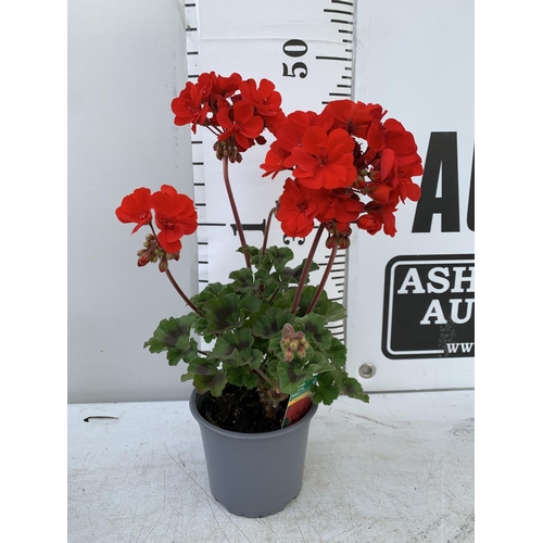 12 - EIGHT GRANDEUR DARK VELVET RED GERANIUMS IN ONE LTR POTS ON A TRAY APPROX 45CM IN FLOWER PLUS VAT TO... 