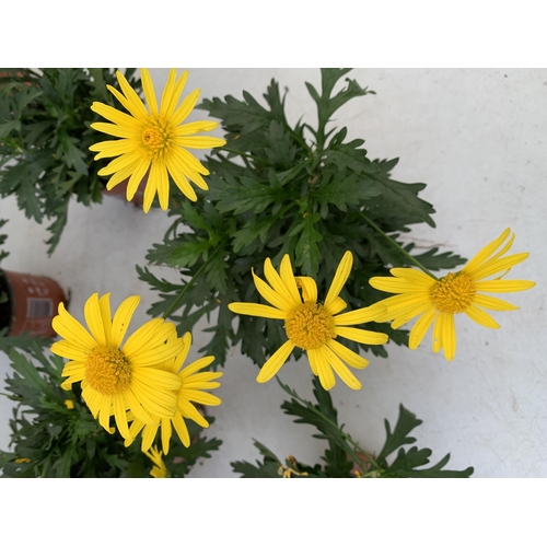 120 - EIGHT POTS OF SUNSHINE AFRICAN DAISY (EUROPS SONNESCHEIN) IN 1 LITRE POTS 25-35CM TALL TO BE SOLD FO... 