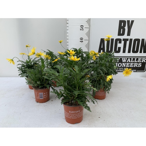 121 - EIGHT POTS OF SUNSHINE AFRICAN DAISY (EUROPS SONNESCHEIN)IN 1 LTR POTS 25-35CM TALL TO BE SOLD FOR T... 