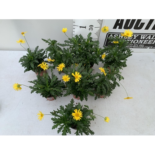 121 - EIGHT POTS OF SUNSHINE AFRICAN DAISY (EUROPS SONNESCHEIN)IN 1 LTR POTS 25-35CM TALL TO BE SOLD FOR T... 