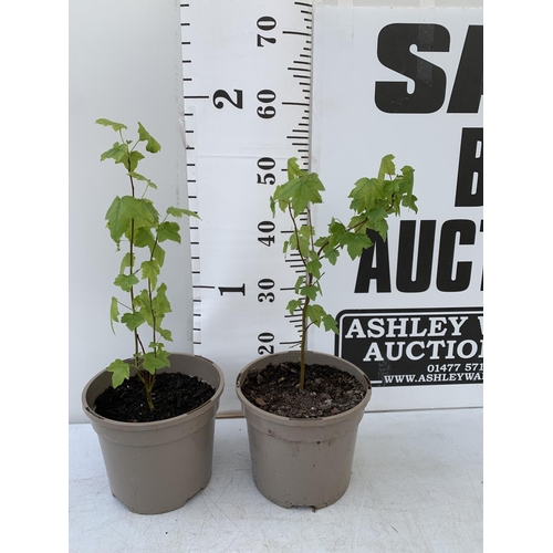 126 - TWO SWEET GUM LIQUIDAMBAR STYRACIFLUA TREES APPROX 50CM IN HEIGHT IN 3LTR POTS PLUS VAT TO BE SOLD F... 