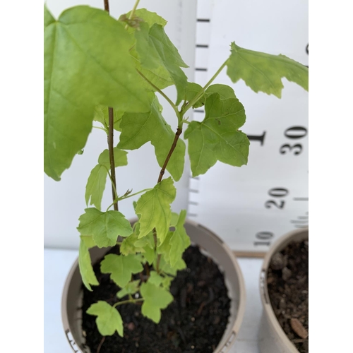 126 - TWO SWEET GUM LIQUIDAMBAR STYRACIFLUA TREES APPROX 50CM IN HEIGHT IN 3LTR POTS PLUS VAT TO BE SOLD F... 