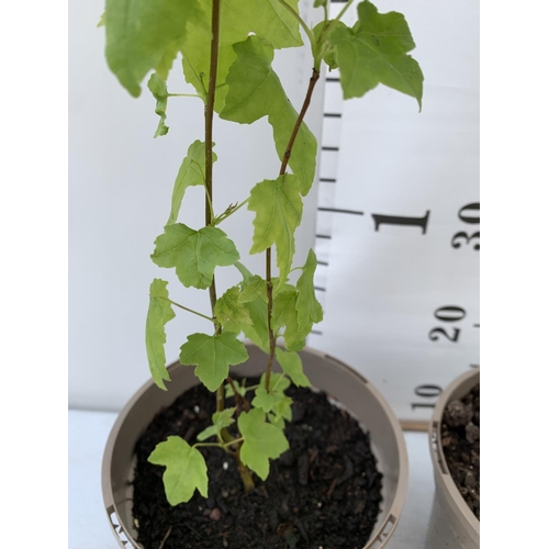 126 - TWO SWEET GUM LIQUIDAMBAR STYRACIFLUA TREES APPROX 50CM IN HEIGHT IN 3LTR POTS PLUS VAT TO BE SOLD F... 