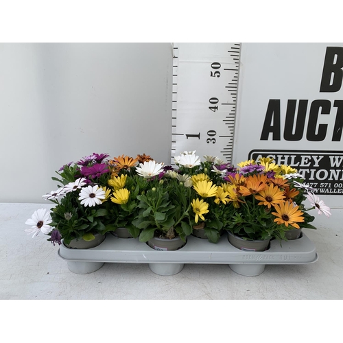 13 - TWELVE MIXED COLOUR OSTEOSPERMUM IN 1 LTR POTS 20-25CM TALL TO BE SOLD FOR THE TWELVE PLUS VAT