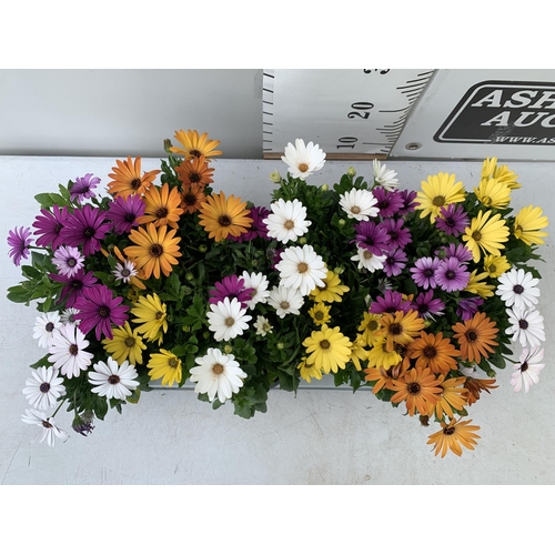 13 - TWELVE MIXED COLOUR OSTEOSPERMUM IN 1 LTR POTS 20-25CM TALL TO BE SOLD FOR THE TWELVE PLUS VAT