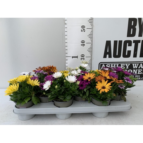 13 - TWELVE MIXED COLOUR OSTEOSPERMUM IN 1 LTR POTS 20-25CM TALL TO BE SOLD FOR THE TWELVE PLUS VAT