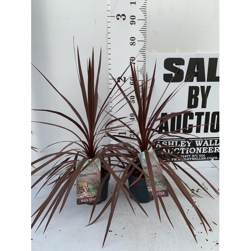 131 - TWO CORDYLINE AUSTRALIS RED STAR IN 2 LTR POTS HEIGHT 70-80CM PLUS VAT TO BE SOLD FOR THE TWO