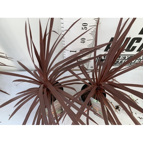 131 - TWO CORDYLINE AUSTRALIS RED STAR IN 2 LTR POTS HEIGHT 70-80CM PLUS VAT TO BE SOLD FOR THE TWO