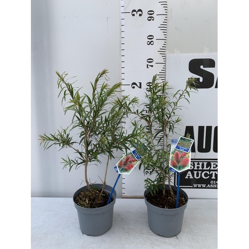 132 - TWO CALLISTEMON LAEVIS IN 2 LTR POTS 60-70CM IN HEIGHT PLUS VAT TO BE SOLD FOR THE TWO