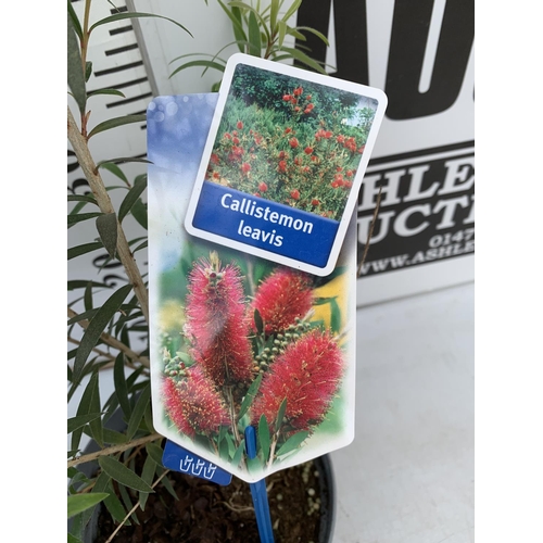 132 - TWO CALLISTEMON LAEVIS IN 2 LTR POTS 60-70CM IN HEIGHT PLUS VAT TO BE SOLD FOR THE TWO