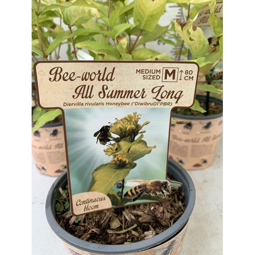 15 - SIX DIERVILLA RIVULARIS HONEYBEE PLANTS IN 1.5 LTR POTS - THIS HARDY PLANT FLOWERS FROM JUNE TO OCTO... 