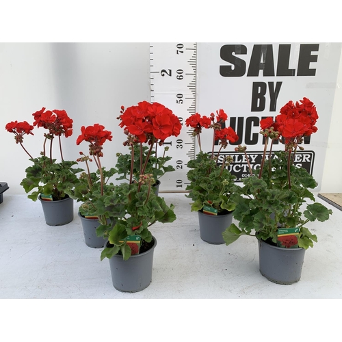 16 - EIGHT GRANDEUR DARK VELVET RED GERANIUMS IN ONE LTR POTS ON A TRAY APPROX 45CM IN FLOWER PLUS VAT TO... 