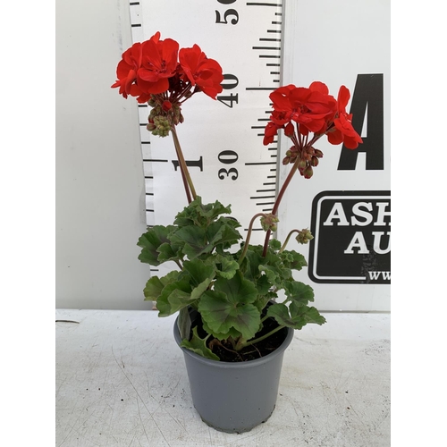 16 - EIGHT GRANDEUR DARK VELVET RED GERANIUMS IN ONE LTR POTS ON A TRAY APPROX 45CM IN FLOWER PLUS VAT TO... 