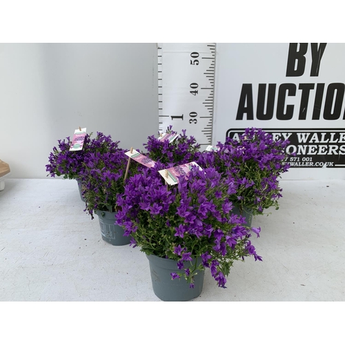 18 - SIX CAMPANULA AMBELLA WITH PURPLE FLOWERS IN A 1.2 LITRE POT HEIGHT 15-25CM TO BE SOLD FOR THE SIX P... 