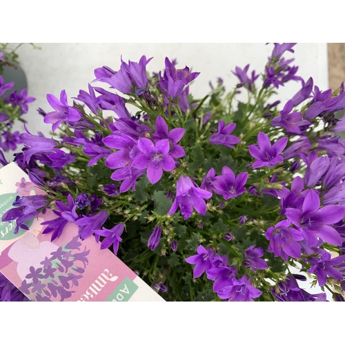 18 - SIX CAMPANULA AMBELLA WITH PURPLE FLOWERS IN A 1.2 LITRE POT HEIGHT 15-25CM TO BE SOLD FOR THE SIX P... 