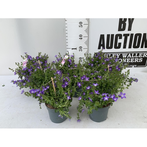 19 - EIGHT CAMPANULA AMBELLA WITH PURPLE FLOWERS IN A 1.2 LITRE POT HEIGHT 15-25CM TO BE SOLD FOR THE EIG... 