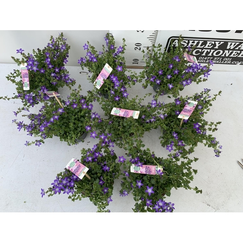 19 - EIGHT CAMPANULA AMBELLA WITH PURPLE FLOWERS IN A 1.2 LITRE POT HEIGHT 15-25CM TO BE SOLD FOR THE EIG... 