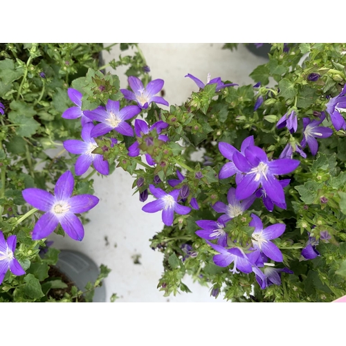 19 - EIGHT CAMPANULA AMBELLA WITH PURPLE FLOWERS IN A 1.2 LITRE POT HEIGHT 15-25CM TO BE SOLD FOR THE EIG... 