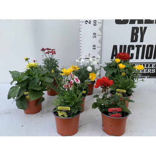 20 - SIX MIXED BASKET PLANTS TWO YELLOW OSTEOSPERMUM, ONE TANGO DARK RED PELARGONIUM,TWO GRANDALIA LARGE ... 