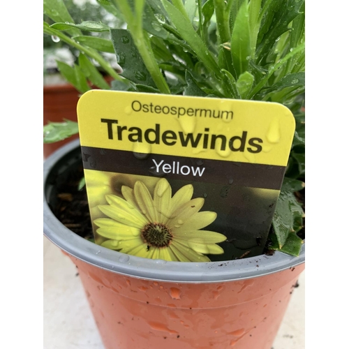 20 - SIX MIXED BASKET PLANTS TWO YELLOW OSTEOSPERMUM, ONE TANGO DARK RED PELARGONIUM,TWO GRANDALIA LARGE ... 