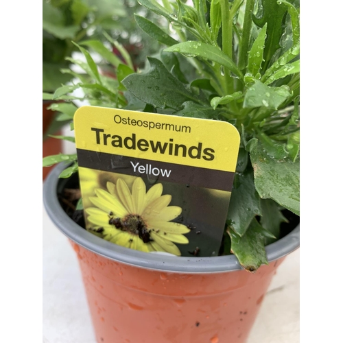 20 - SIX MIXED BASKET PLANTS TWO YELLOW OSTEOSPERMUM, ONE TANGO DARK RED PELARGONIUM,TWO GRANDALIA LARGE ... 