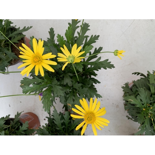 21 - EIGHT POTS OF SUNSHINE AFRICAN DAISY (EUROPS SONNESCHEIN) IN 1 LTR POTS 25-35CM TALL TO BE SOLD FOR ... 