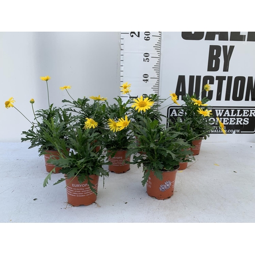 22 - EIGHT POTS OF SUNSHINE AFRICAN DAISY (EUROPS SONNESCHEIN) IN 1 LITRE POTS 25-35CM TALL TO BE SOLD FO... 