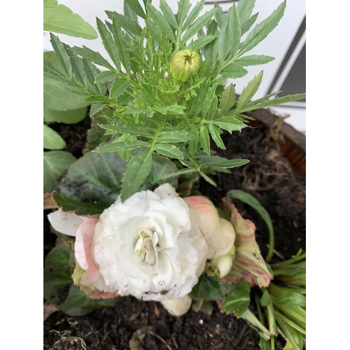 26 - ONE WOODEN TROUGH WITH METAL CARRY HANDLES FILLED WITH BASKET PLANTS IN FLOWER TO INCLUDE GAZANIA, M... 