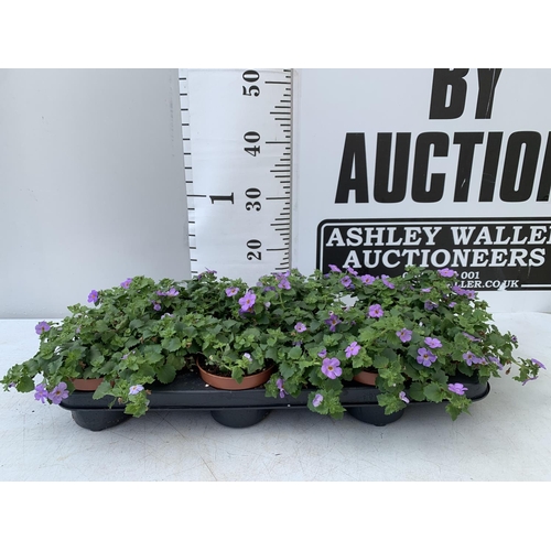 27 - TWELVE BACOPA SUTERA BLUE SHOWERS IN 1 LTR POTS TO BE SOLD FOR THE TWELVE PLUS VAT