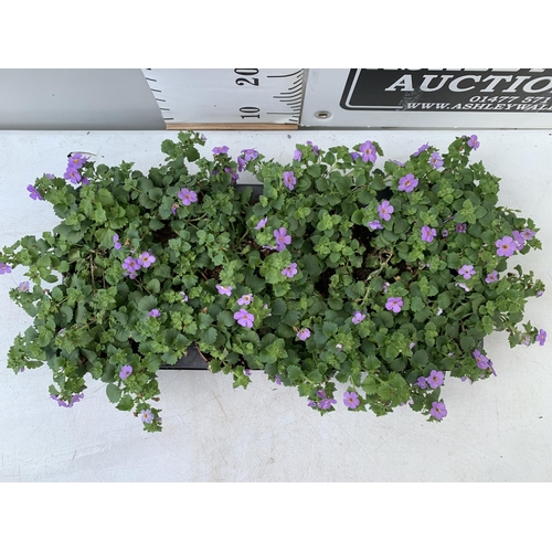 27 - TWELVE BACOPA SUTERA BLUE SHOWERS IN 1 LTR POTS TO BE SOLD FOR THE TWELVE PLUS VAT