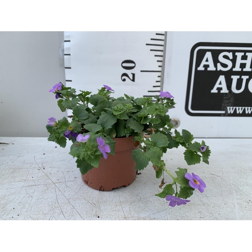 27 - TWELVE BACOPA SUTERA BLUE SHOWERS IN 1 LTR POTS TO BE SOLD FOR THE TWELVE PLUS VAT