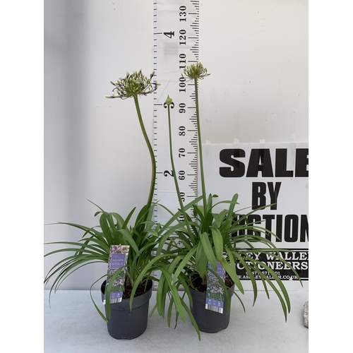 31 - TWO AGAPANTHUS FIREWORKS IN FLOWER APPROX 100-110CM IN HEIGHT IN 3 LTR POTS PLUS VAT TO BE SOLD FOR ... 