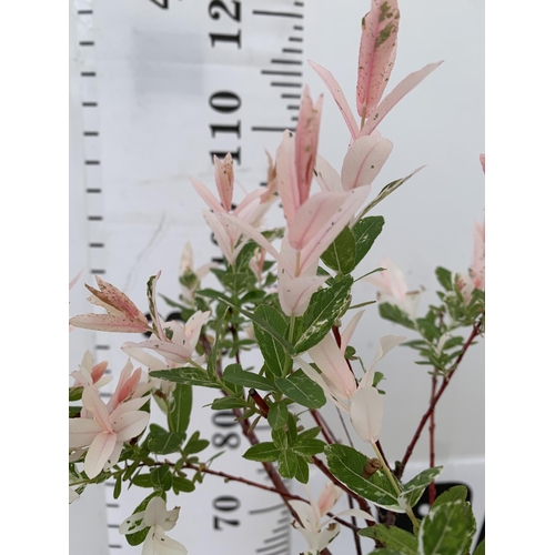 49 - TWO STANDARD SALIX INTEGRA 'FLAMINGO' APPROX 120CM IN HEIGHT IN 3 LTR POTS PLUS VAT TO BE SOLD FOR T... 