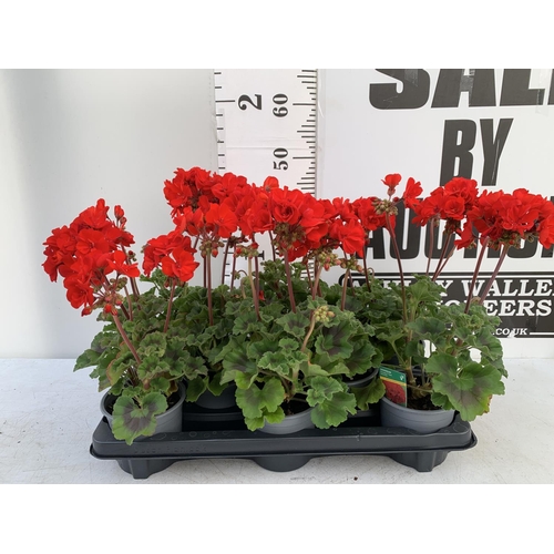 55 - EIGHT GRANDEUR DARK VELVET RED GERANIUMS IN ONE LTR POTS ON A TRAY APPROX 45CM IN FLOWER PLUS VAT TO... 